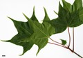 SpeciesSub: subsp. sinicum SpeciesSub: subsp. sinicum